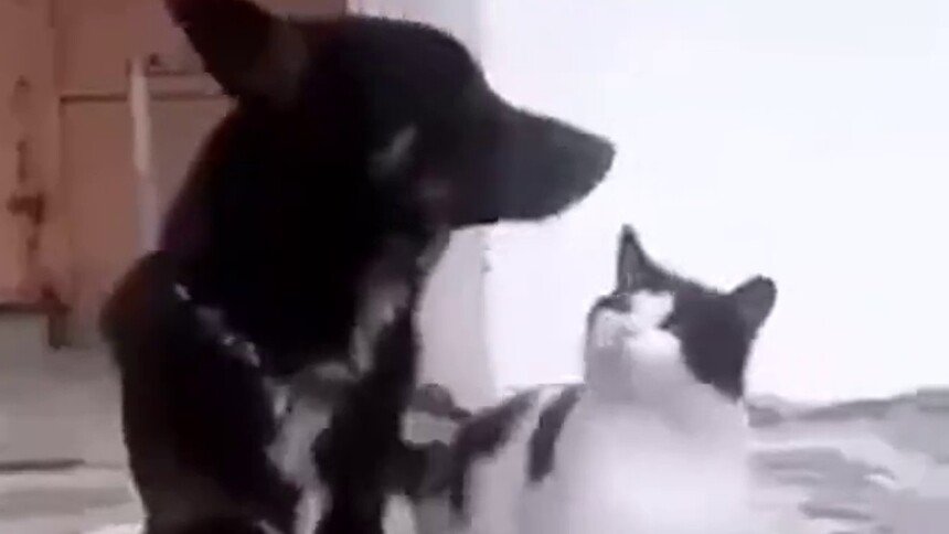 【每日一萌】这只猫咪告诉我们一个道理 千万不要找身高太高的男朋友 不然踮脚亲亲老费劲了