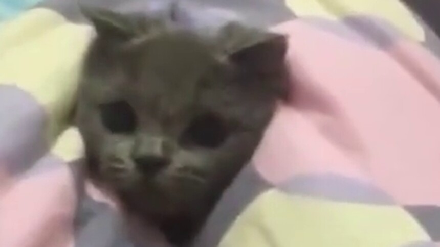 【每日一萌】道高一尺魔高一丈 猫咪你还嫩了点