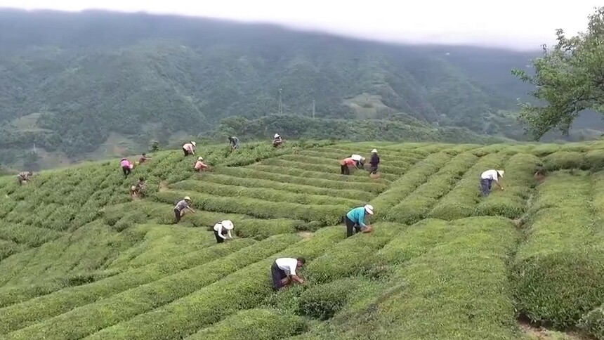 （父辈的嘱托）王婷：“共富茶”致富薛家村