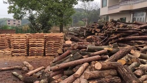 衡阳县破获一起重大滥伐林木案