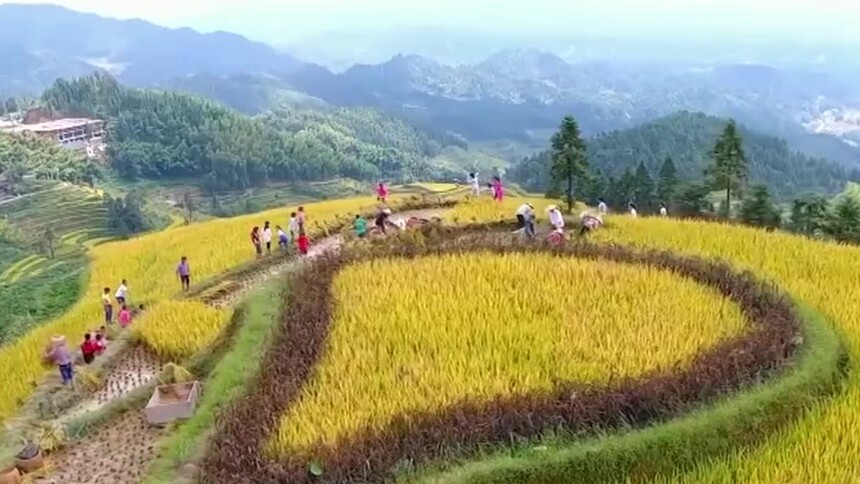 丰收现场 湖南新化紫鹊界：千年梯田喜获丰收