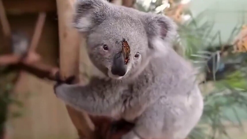 【感觉自己萌萌哒】有什么比考拉更可爱的小动物呢？小蝴蝶都忍不住逗一下呢