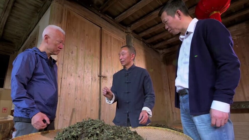 孙冕吴晓波专心学习烘焙白茶 火候掌握非常关键