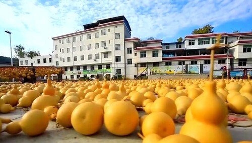 人民日报发文 湖南凤凰县菖蒲塘村——硕果满枝销路广 农旅结合有奔头