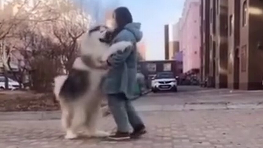 【每日一萌】阿拉斯加可真的是巨婴毛孩子呀！