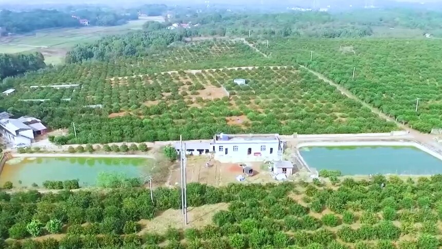 永州新田 万企帮万村（五）果秀食品：授人以“树”