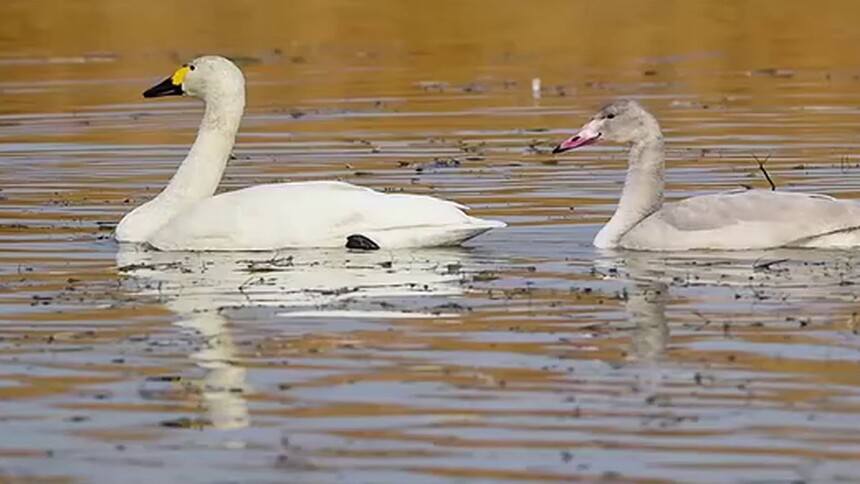 乌梁素海天鹅舞