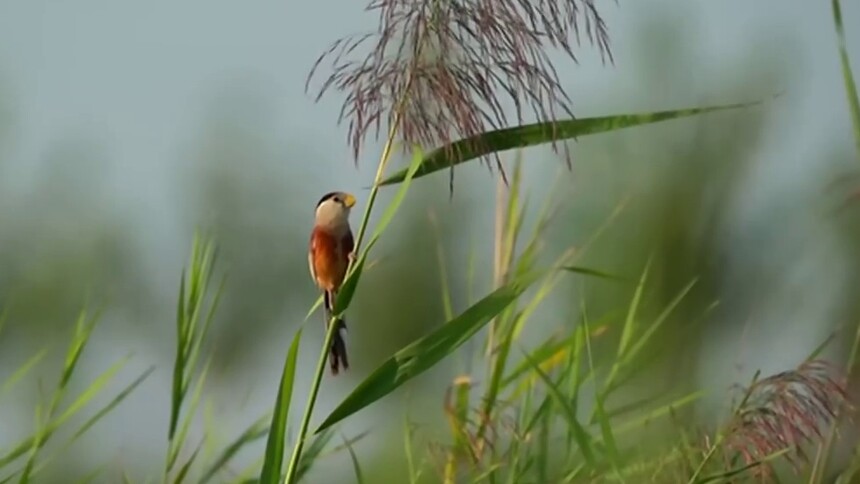 “约”在芦湖 “悦”在晚秋