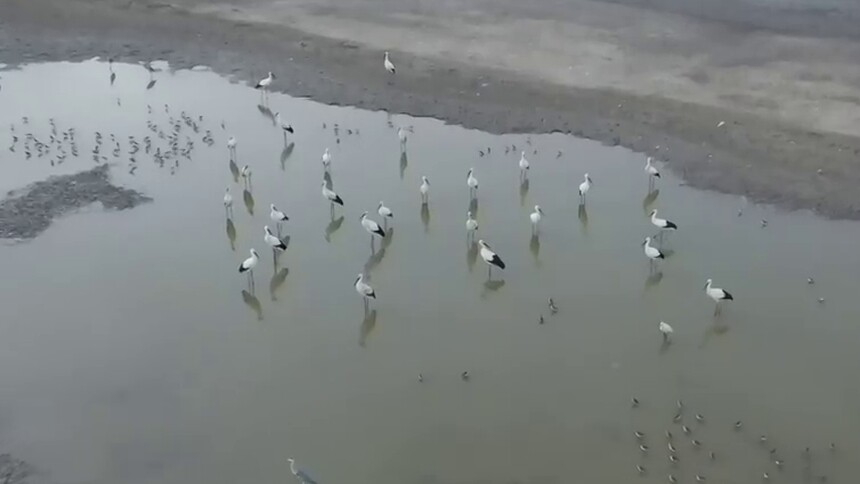 河北曹妃甸：东方白鹳舞翩跹