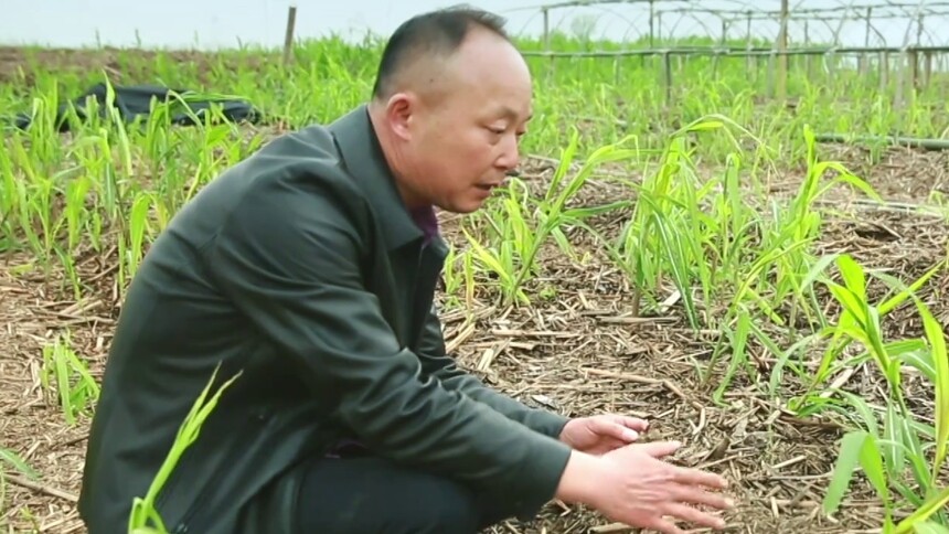 变废为宝 芦苇丛中挖出新商机