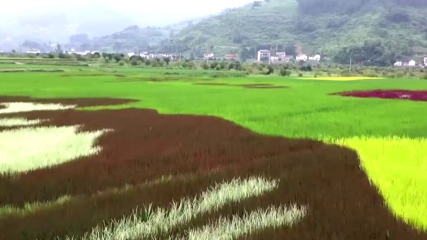 重庆南川：田里“种”出一座山 彩色水稻绘出新风景