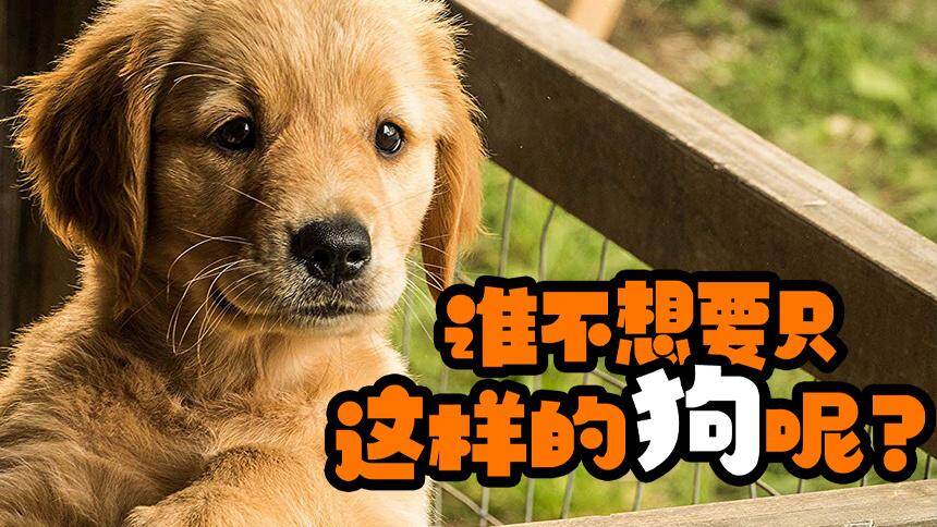 【娜塔丽泼妇曼】《我在雨中等你》养狗的人看这片一定会嚎啕大哭