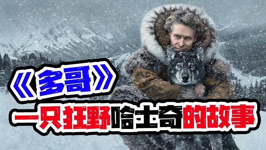 【娜塔丽泼妇曼】《多哥》一只狂野哈士奇，一口气跑了个马拉松