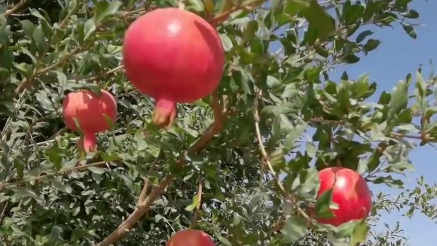 新疆：“皮亚曼”石榴红了