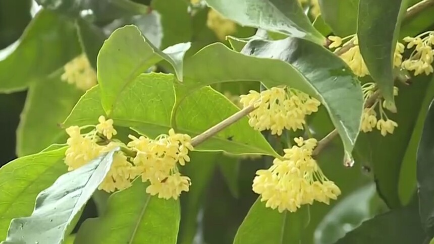 金秋时节 桂花飘香