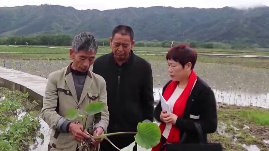 我从人民中来 张四玲：调研“三农”助推乡村振兴