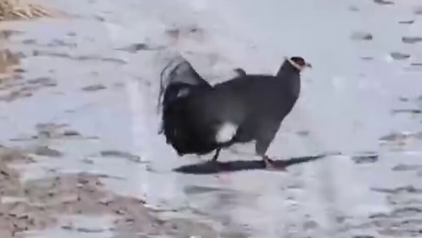 动物真奇妙|蓝马鸡