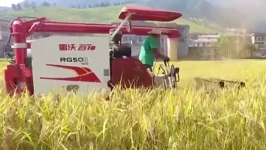 宁远：“巨型稻”喜获丰收