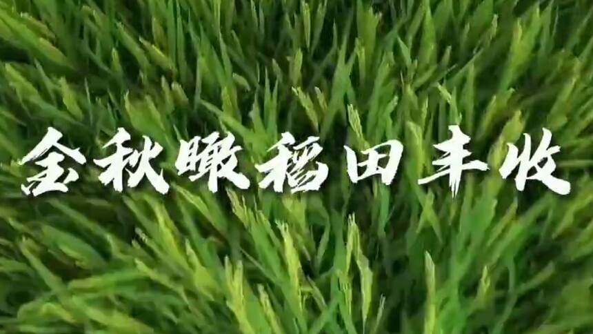 祖国颂·共赏好风景｜安徽铜陵：金秋瞰稻田丰收
