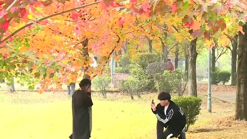 长沙枫叶渐红 月底迎来最佳赏枫期