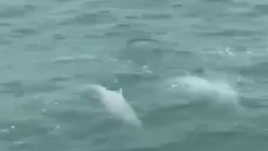 “海洋精灵”中华白海豚现身广东阳江海域