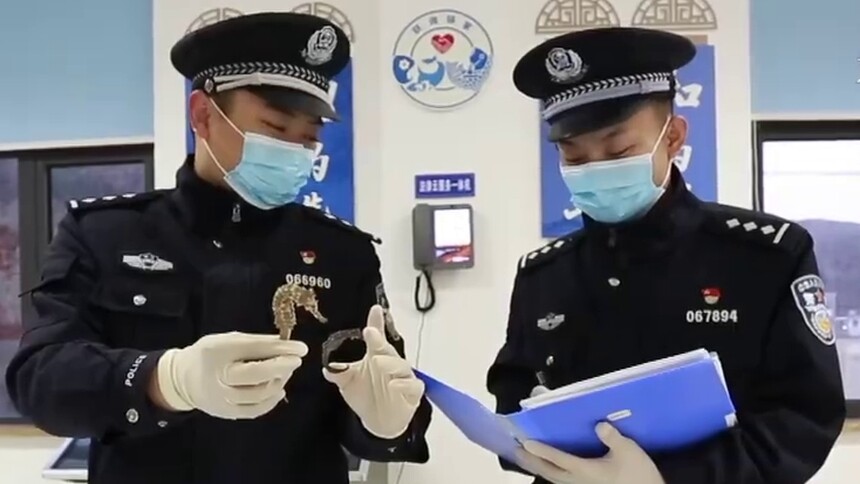 浙江舟山警方缴获野生海马干3470余尾，国家二级保护动物不得捕卖！
