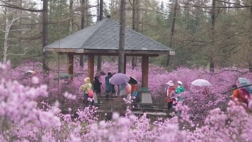 花开时节好 游人丛中笑