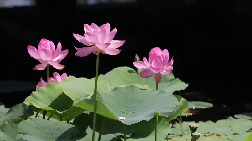 黑龙江方正：映日荷花别样红