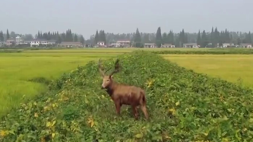 沅江：麋鹿误入村庄 将尽快让其回归自然