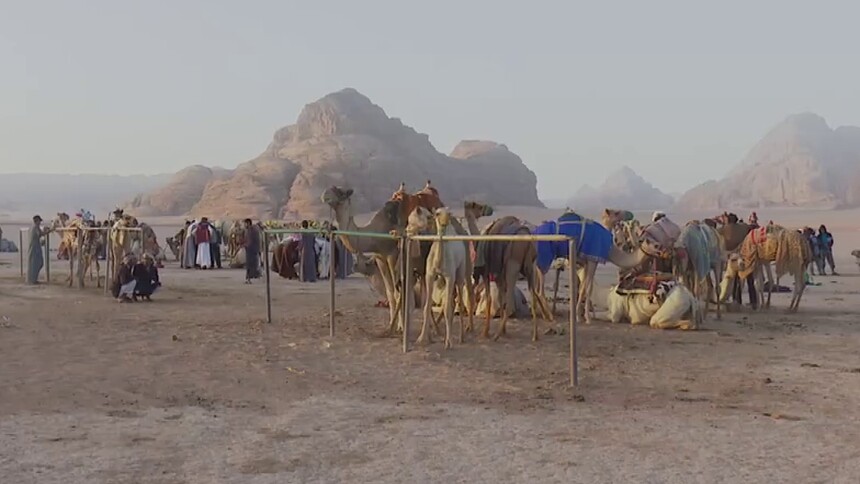 约旦骆驼竞赛节在瓦迪拉姆沙漠开幕