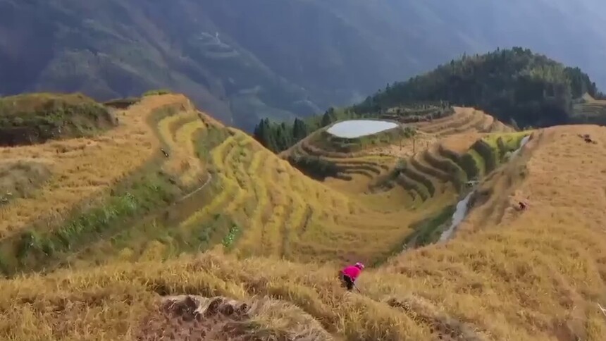 广西龙胜：龙脊梯田丰收忙