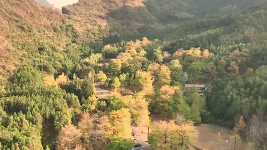大美湖南 桐子坳：晚秋遍地“金” 黄叶迷人眼