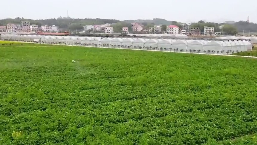 春田机甲秀 虎虎向未来 植保技术哪家强？无人机编队挑大梁！