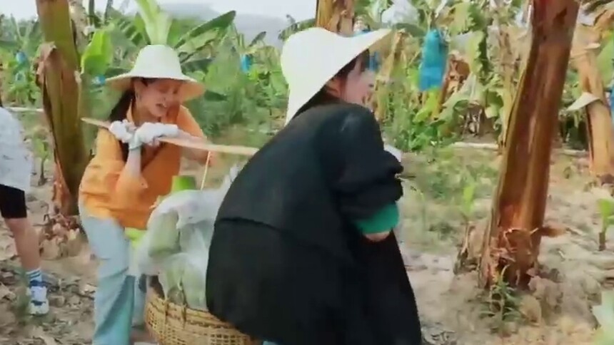 《向往的生活4》5月8日看点：劳动最光荣！周迅陶虹直呼农活不好干？