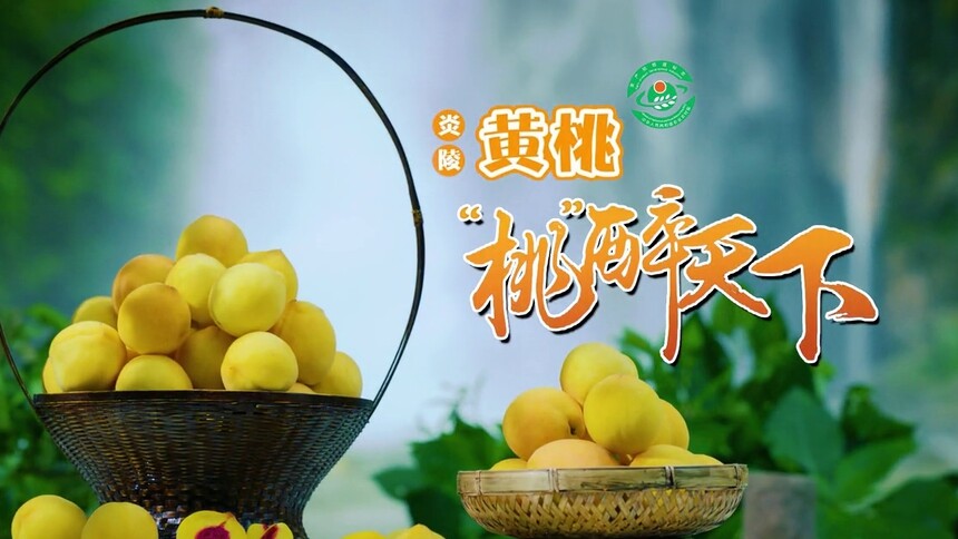 炎陵黄桃公益广告片