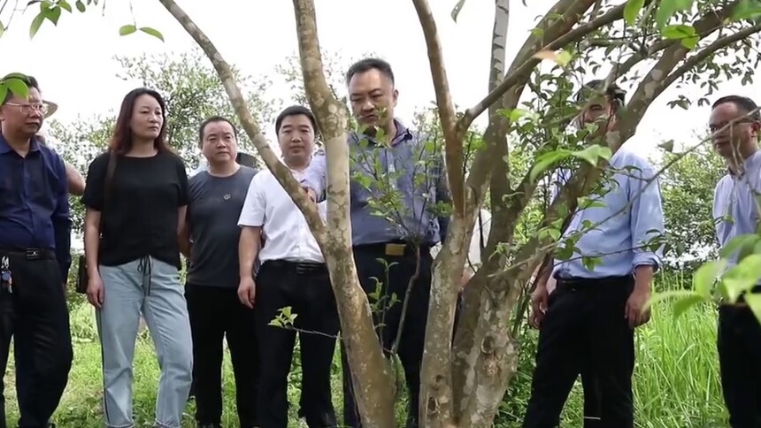 （田野上最亮的星）陈永忠：油茶花开 致富果来