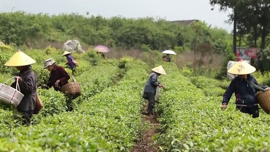 “湘”约而来 江华：预热第14届茶博会 江华苦茶寻找发展新赛道
