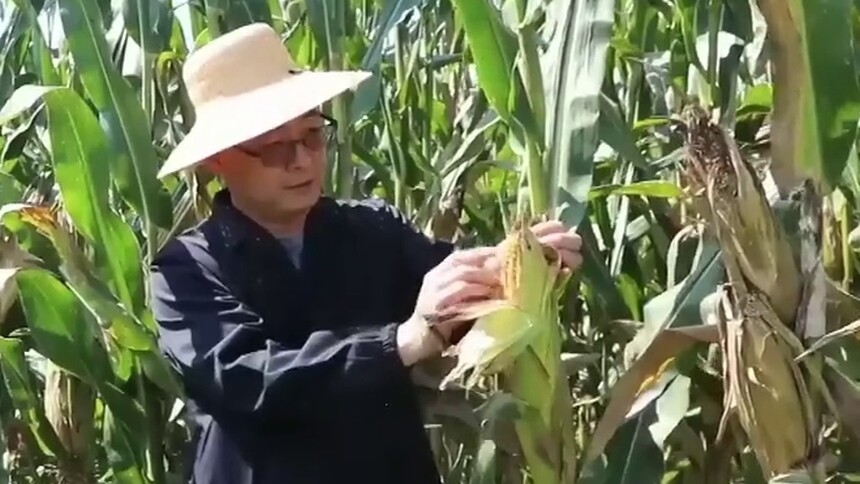石家庄行唐：科学田间管理助力秋粮丰收