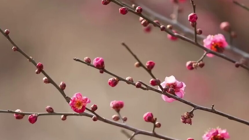 山西垣曲：梅花凌寒绽放喜迎新春