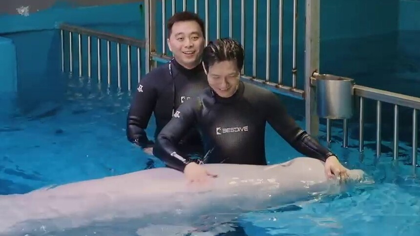 白鲸艾米拉和陈楚生撒娇 喂食结束不肯离去心都要化了