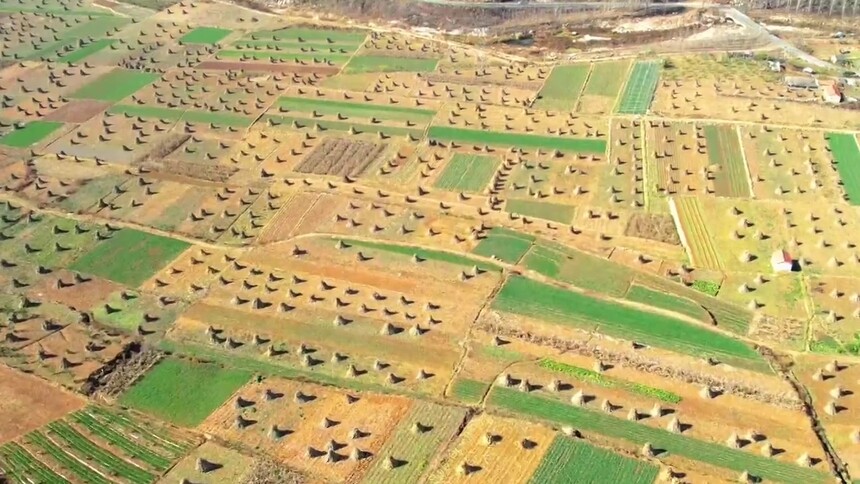 瞰中国｜初冬到，麦田披“新装”