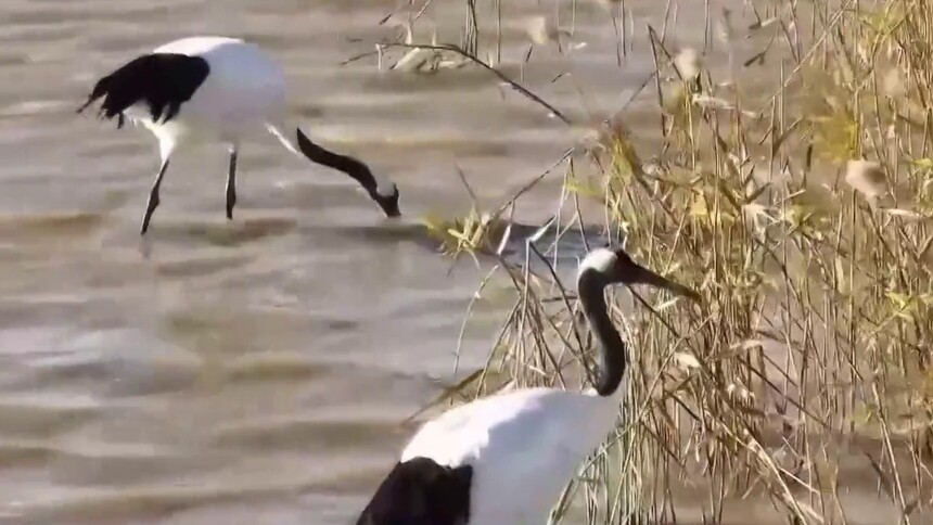 坠海丹顶鹤“壮壮”的“非常迁徙” 丹顶鹤“壮壮”坠海被救 20个月后回归自然