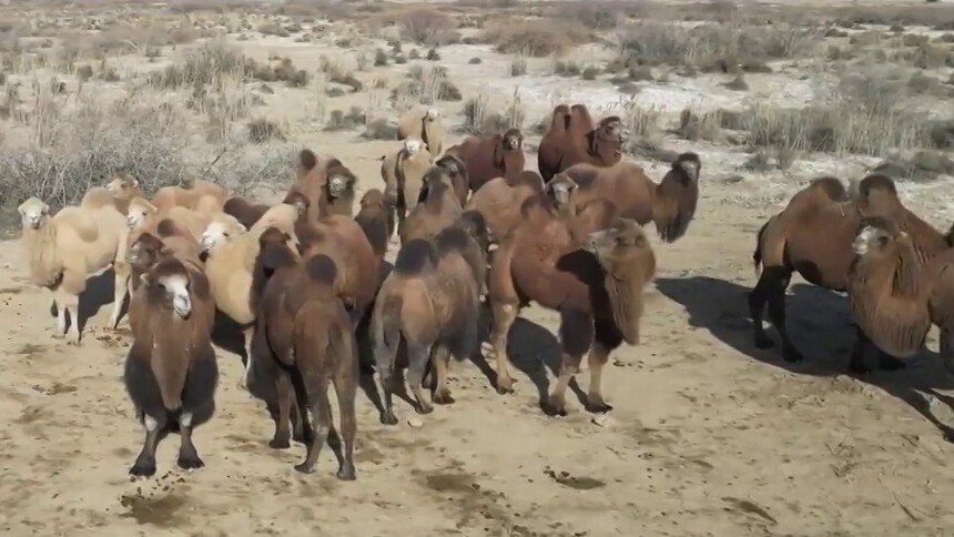 新疆巴州：戈壁滩上万峰骆驼分群忙