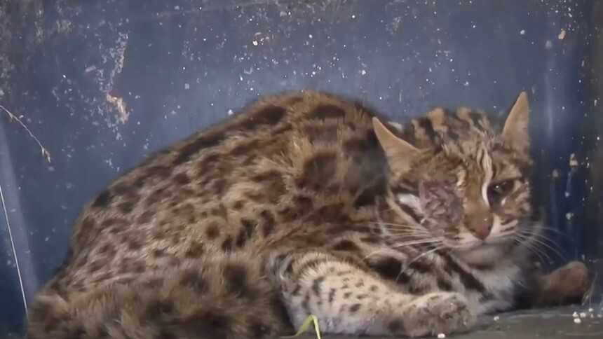 云南曲靖：受伤豹猫被成功救助