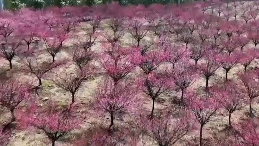 江苏溧阳：曹山梅花初绽放
