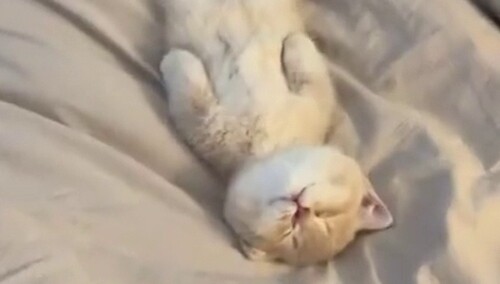 除了躺着睡觉，小猫竟然还学会了跷二郎腿！