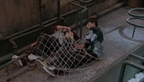 大张伟谢依霖演绎“自投罗网”？寸步难行！