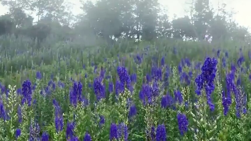 千城胜景｜云南凤庆：附子花开琼岳山