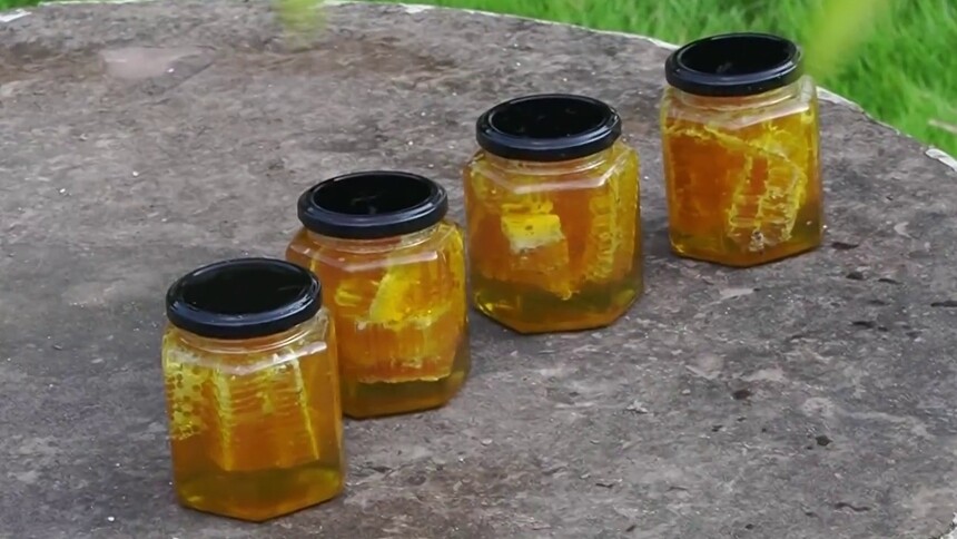 千城百县看中国｜湖北鹤峰：秋蜜喜丰收 酿出甜日子