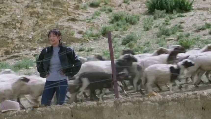 索朗收到大批岗巴羊，笑容满面